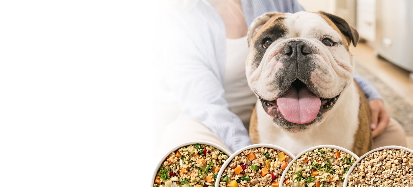 dog with four dog food options